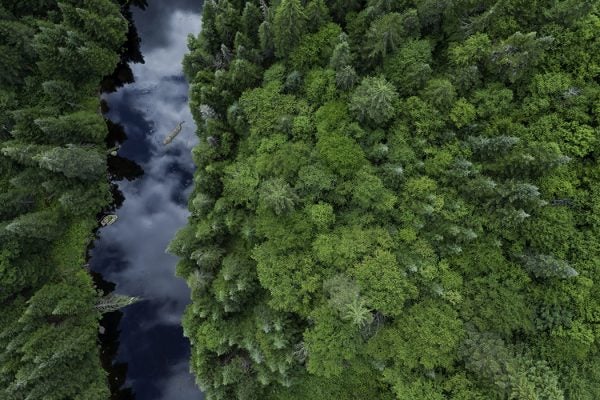 Aerial View of Boreal Nature Forest in Summer, Quebec, Canada