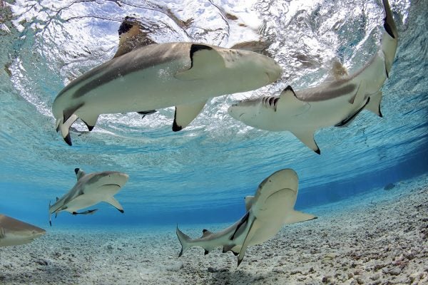 Black-Tip Reef Sharks in shallow water lagoon, Fakarava, Tahiti