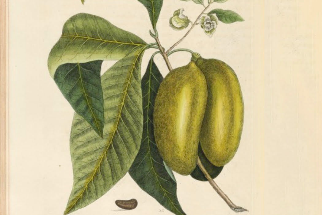 Illustration of a Pawpaw