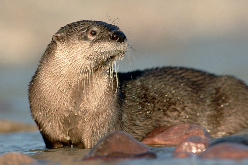 North American River Otter