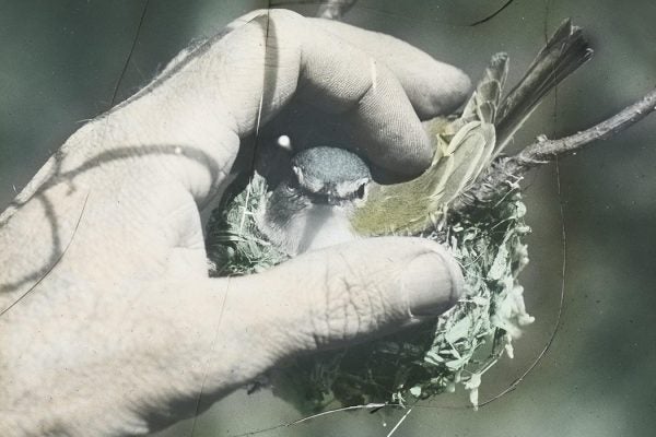 Blue-headed Vireo Nesting