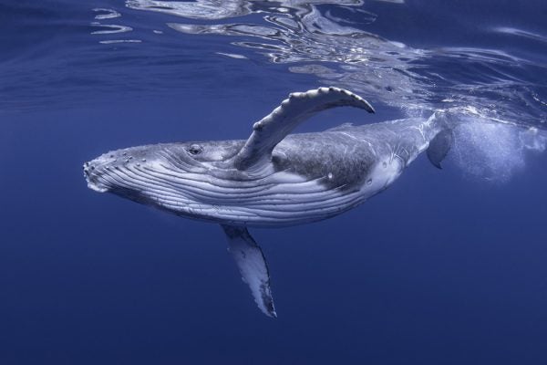 A baby humpback whale swims near the surface in blue water