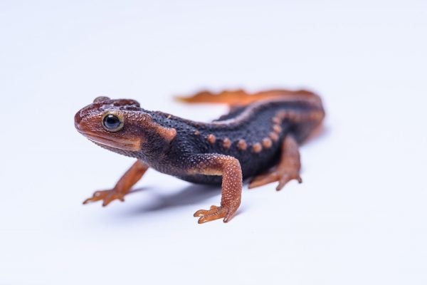 The Chiang Mai crocodile newt