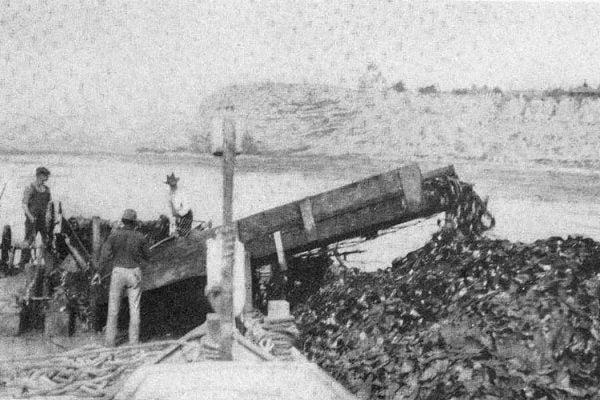 Kelp Harvester at Work