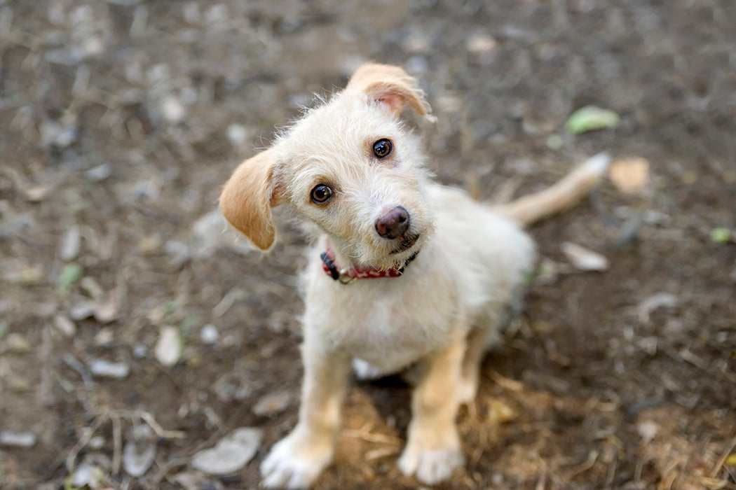 A puppy sitting on the ground, looking at the camera