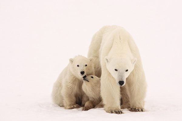Polar bear and cubs