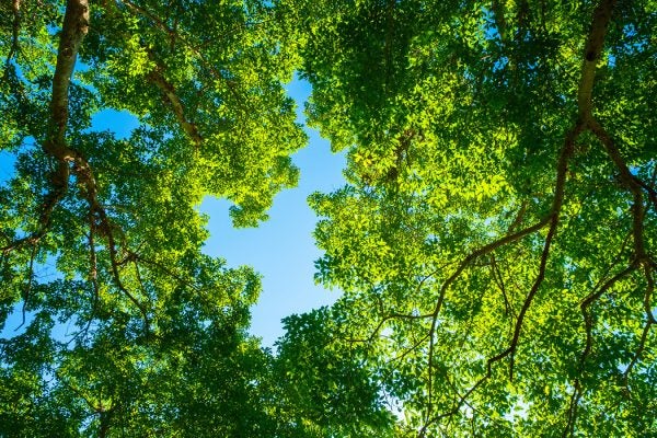 Canopy gaps in a forest