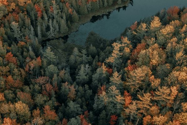 A forest in Maine