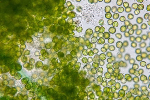 Chlorella algae under a microscope