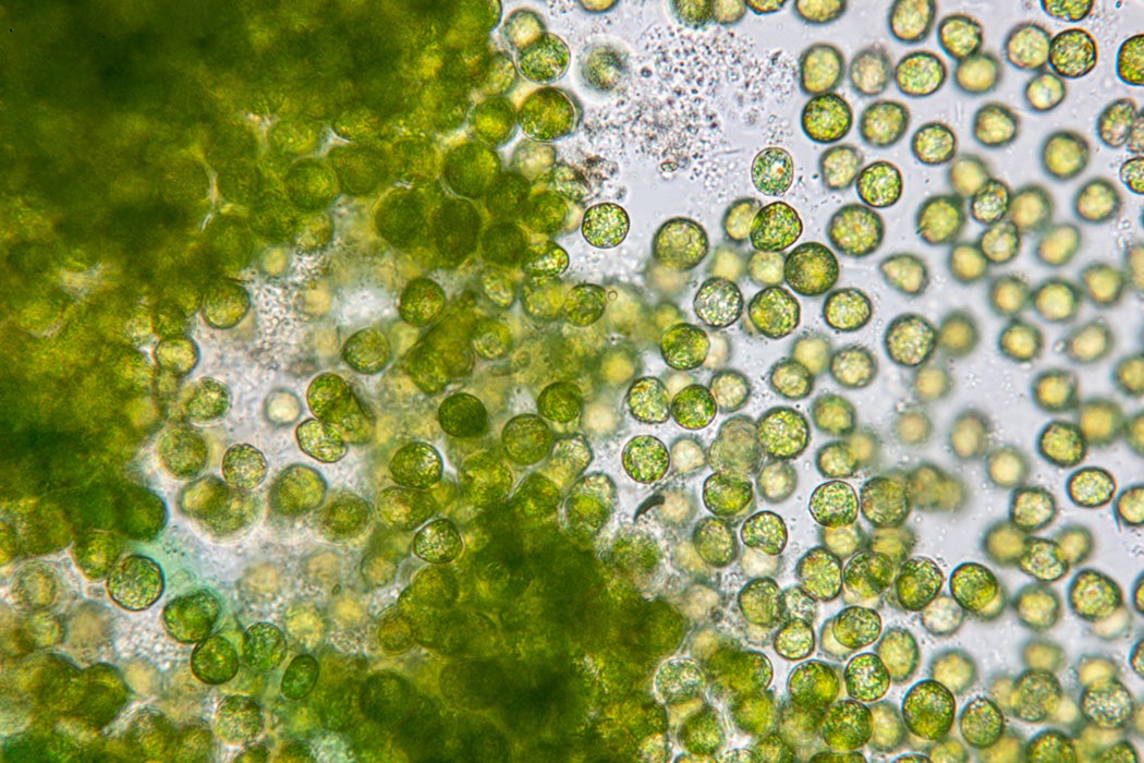 Chlorella algae under a microscope