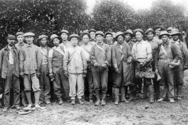 An Chang Ho, Kap Suk Cho and other workers at Riverside orange orchard