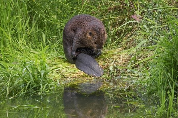 A North American Beaver - Castor Canadensis - sitting in the grass grooming itself