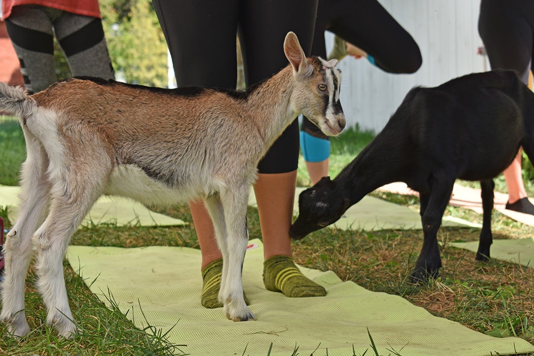 Outdoor Goat Yoga