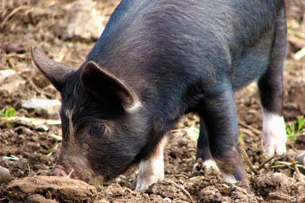 A truffle pig