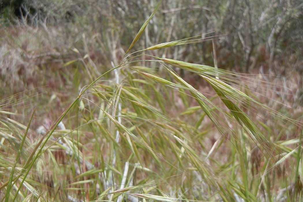 Bromus diandrus and Bromus tectorum in Zion National Park