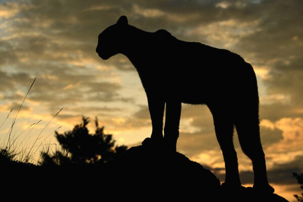 Cougar Silhouette