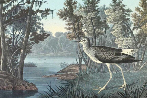 Yellow Shank by John James Audubon, 1836