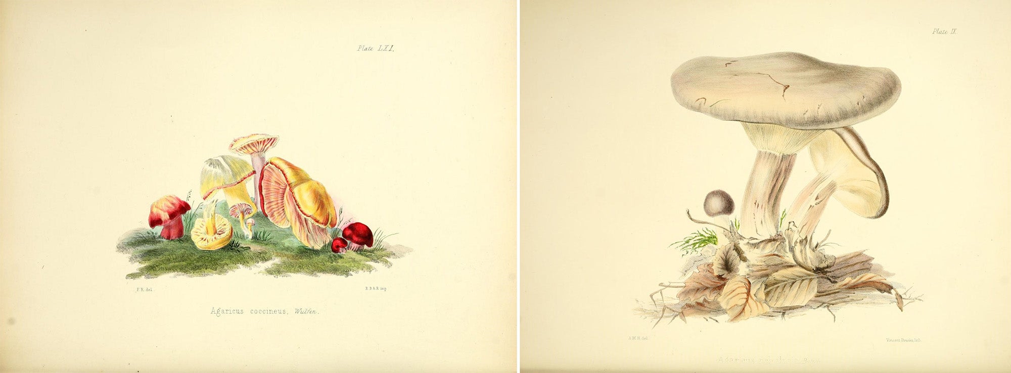 From Illustrations of British mycology, containing figures and descriptions of the funguses of interest and novelty indigenous to Britain, by Anna Maria Hussey