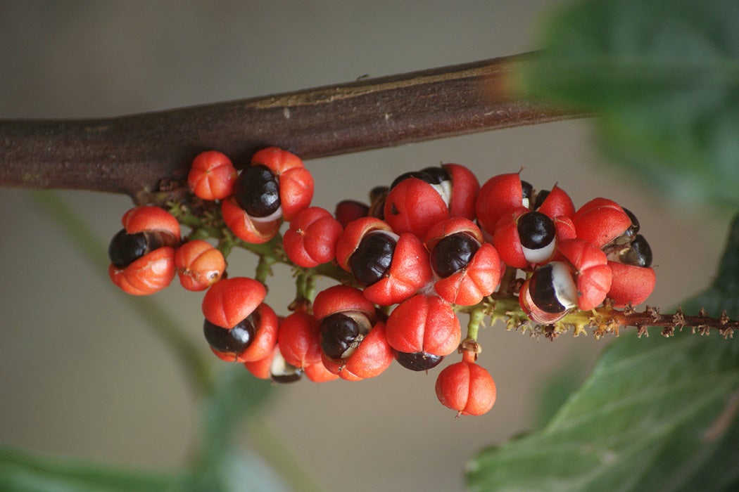 Guarana Fruit