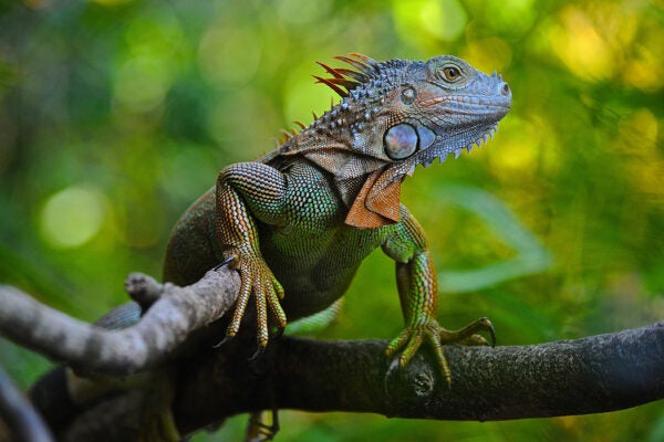 A green iguana