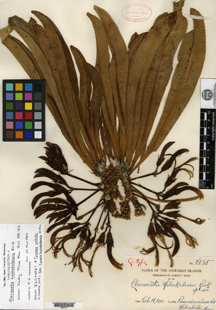 specimen of Isotype of Clermontia haleakalensis Rock [family LOBELIACEAE]