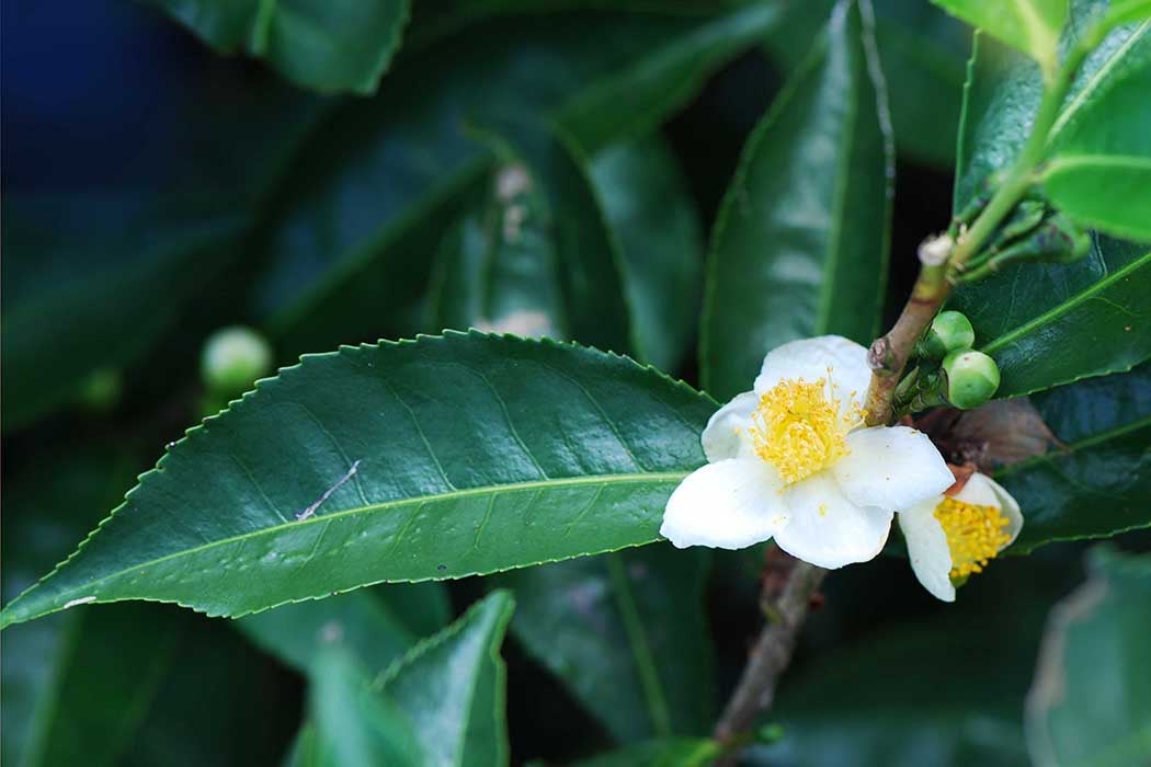 Camellia sinensis