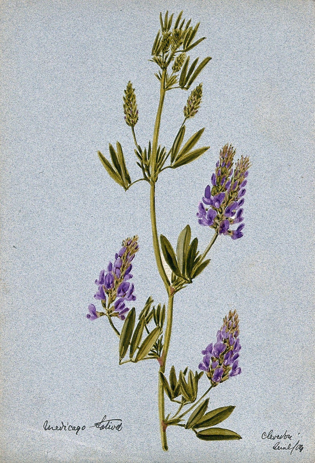 Watercolor depiction of Medicago sativa, 1904, via JSTOR. 