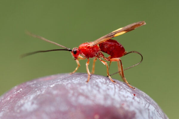 Diachasmimorpha longicaudata