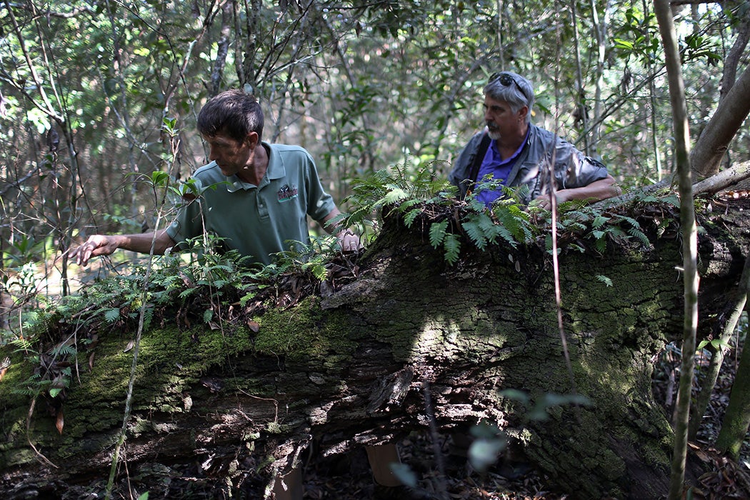 Jimi Sadle (L) , botanist at Everglades National Park; and George D. Gann, chief conservation strategist for the Institute for Regional Conservation give a tour looking for plants endangered by the effects of climate change