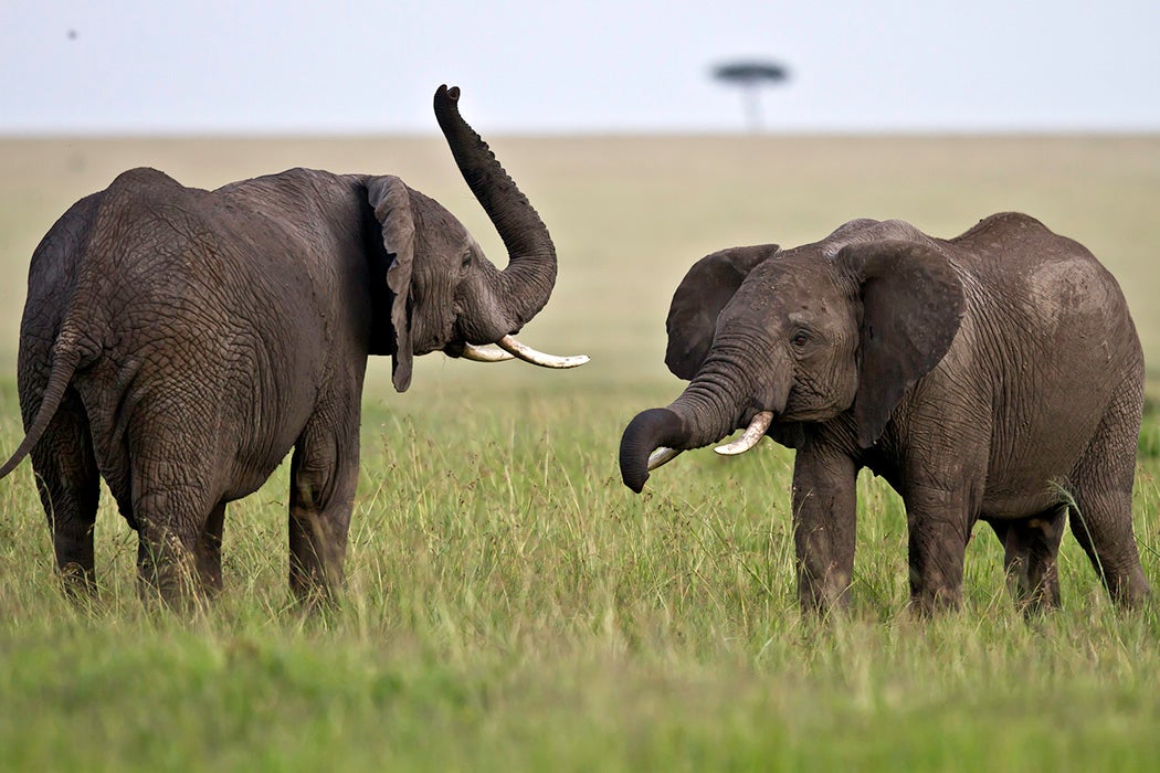 African Elephants