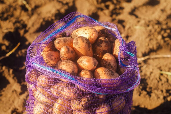 A bag of freshly picked potatoes in the field.