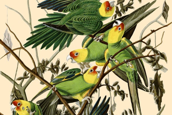 Carolina Parakeet, 1825