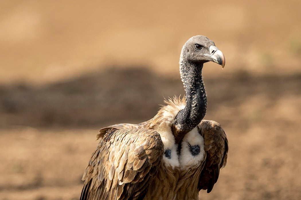 Indian vulture