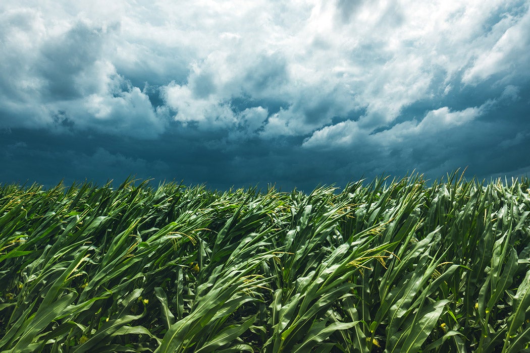 Corn field and stormy sky, strong wind is blowing and bending plants in cultivated landscape