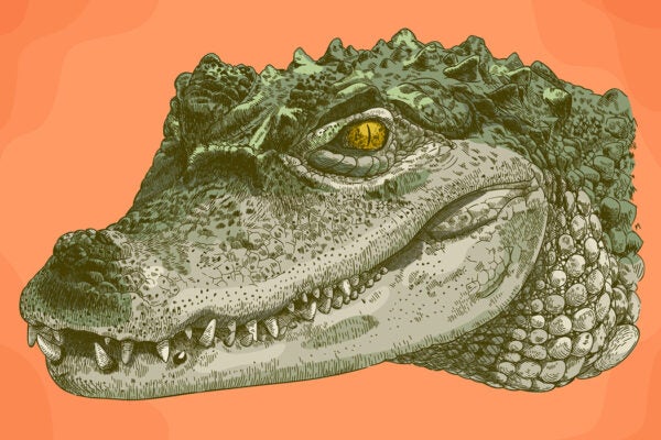 An illustration of a crocodile head