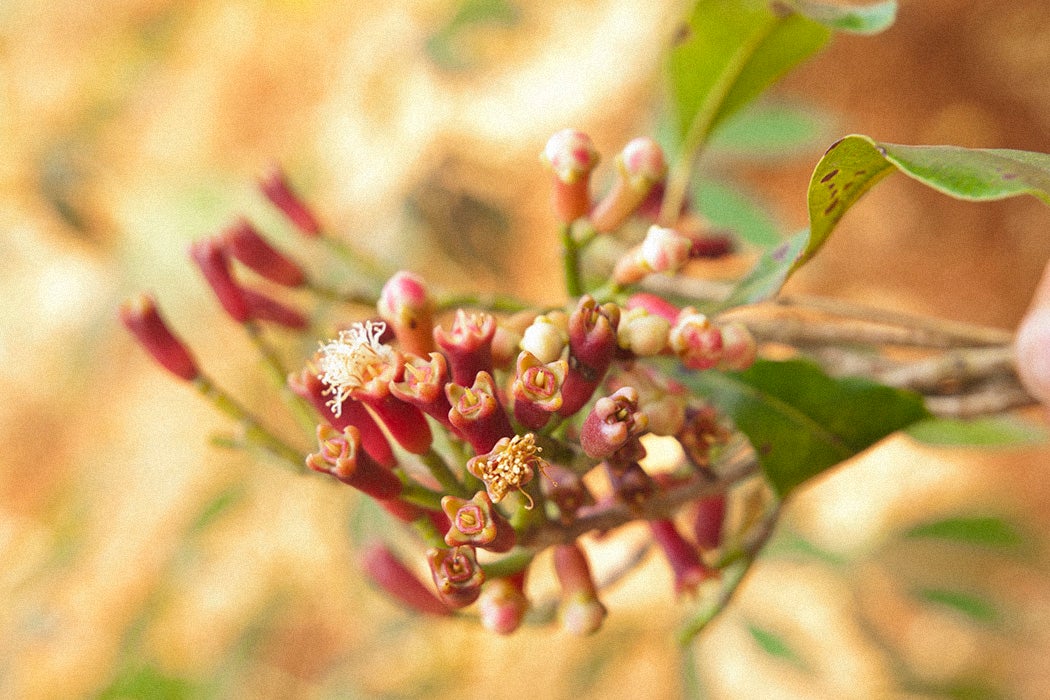 "Fresh, red cloves grow on the branch, green leaves. Zanzibar, Tanzania"