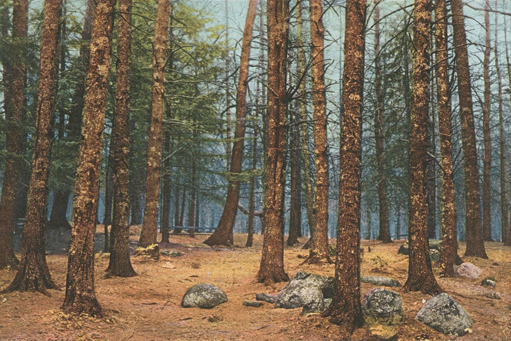 White Pines in Cathedral Woods, Intervale, White Mountains, N. H