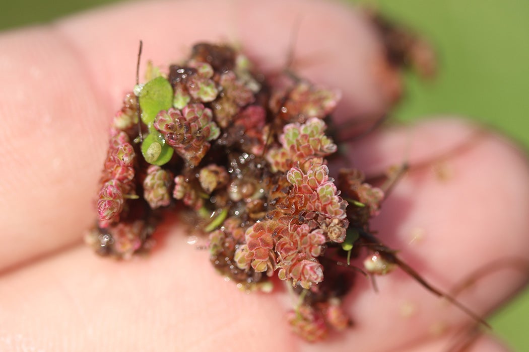 A cluster of Azolla filiculoides plants.