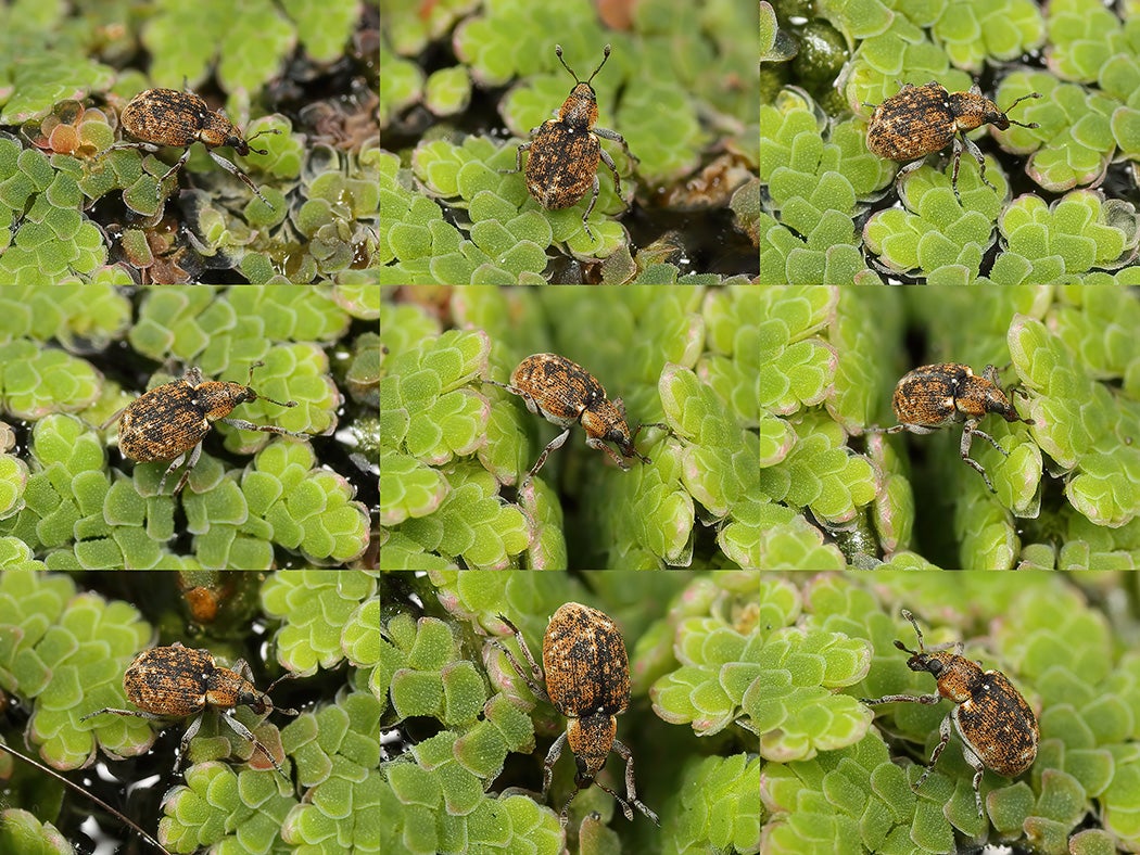 Stenopelmus rufinasus on Azolla filiculoides