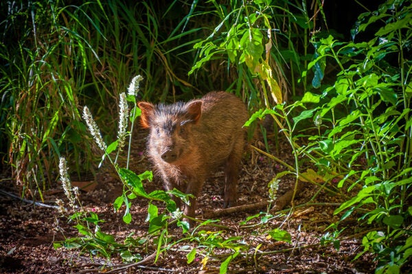 Wild Boar Emerges From the Forest on the Island of Kauai, Hawaii.