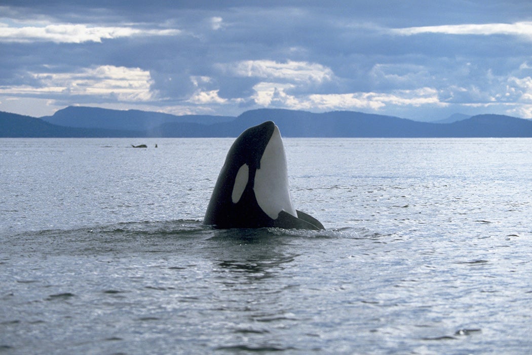 An orca emerges from the water to survey its surroundings near San Juan Island in Washington.