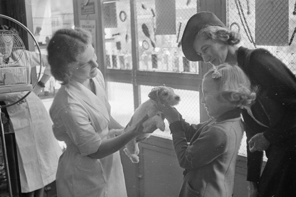 A little puppy at the Complete Dog Service shop where pet owners go to seek advice, inoculations against distemper, petcare equipment, pet food and pet grooming services, c. 1940