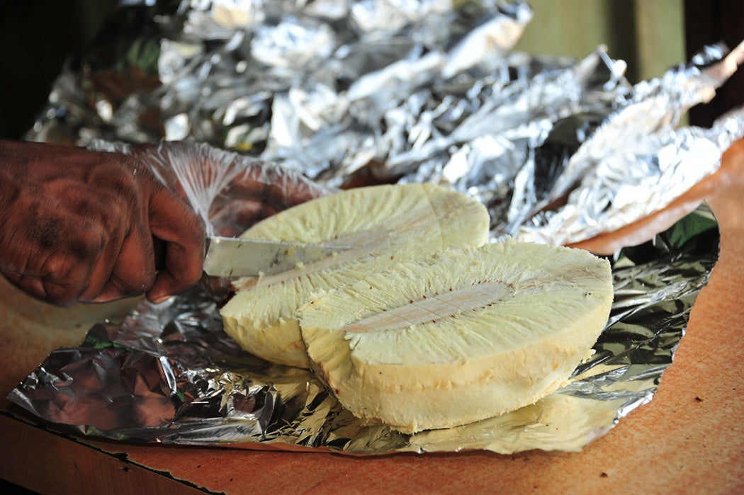 A freshly roasted breadfruit being cut for consumption.