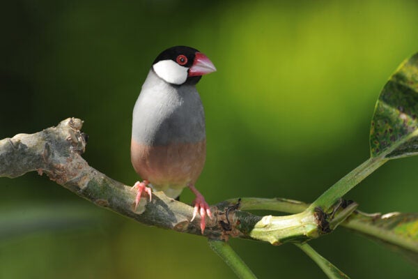 A Java Sparrow