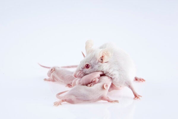 White laboratory mice: mother with pups, which are 9 days old; isolated on white