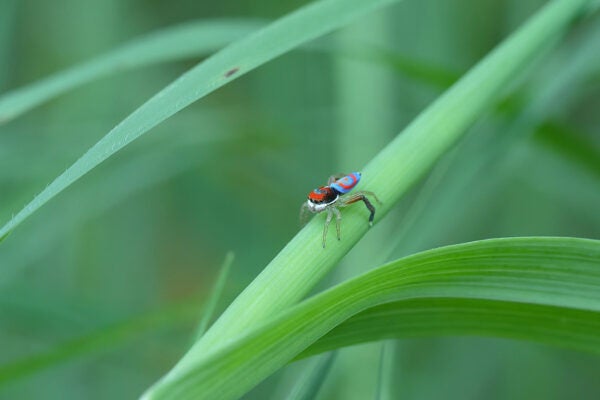 A male maratus splendens spider on a stalk of grass.