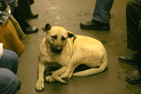 A dog riding the Moscow metro