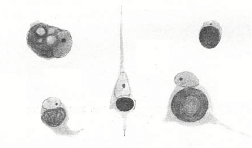 Details are in the caption following the image