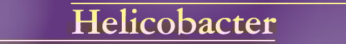 Helicobacter