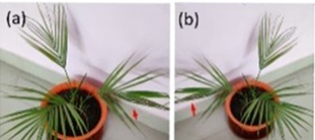 Figure Preparation Image Orientation